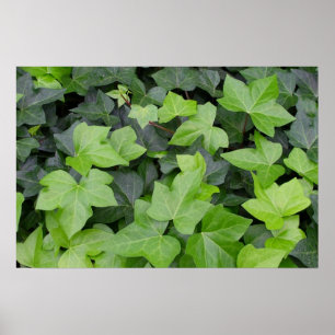 Groene klimop botanische print