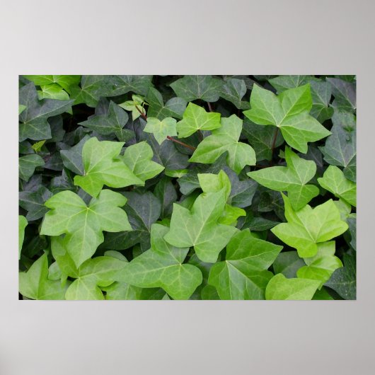 Groene klimop botanische print (Voorkant)