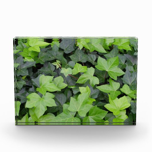Groene klimop botanische print fotoblokken (Voorkant)