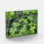 Groene klimop botanische print fotoblokken (Links)