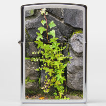 Groene klimop op een stenen muur