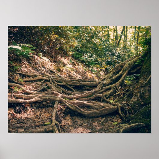 Groene Knob Trail Blue Ridge Mountains Poster (Voorkant)