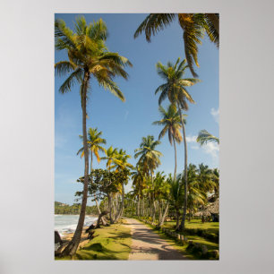 Groene kokospalm nabij groen grasveld in poster