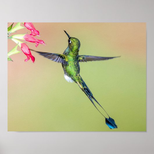Groene kolibrie met lange staarten poster (Voorkant)