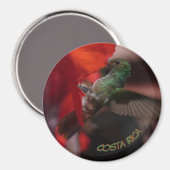 Groene kolibrie op Oranje bloemkorst. Magneet (Voorkant / Achterkant)
