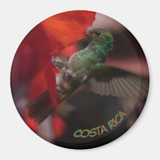 Groene kolibrie op Oranje bloemkorst. Magneet