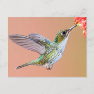 Groene kolibrie Voeding op een Oranje ventilator Briefkaart