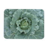 Groene kool, bladeren van bovenaf magneet (Horizontaal)