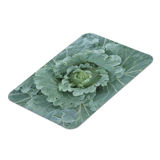 Groene kool, bladeren van bovenaf magneet (Linkerzijde)