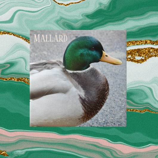 Groene kop Mallard Drake Tegeltje