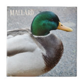 Groene kop Mallard Drake Tegeltje (Voorkant)