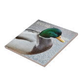 Groene kop Mallard Drake Tegeltje (Zijkant)