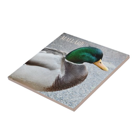 Groene kop Mallard Drake Tegeltje (Zijkant)