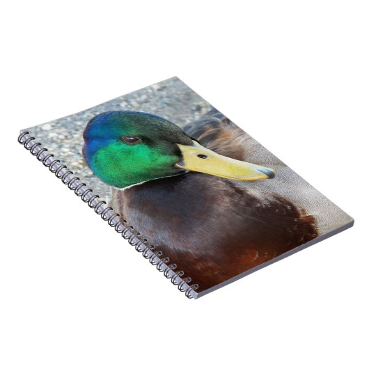 Groene kop mannelijke wilde eend notitieboek (Rechterzijde)