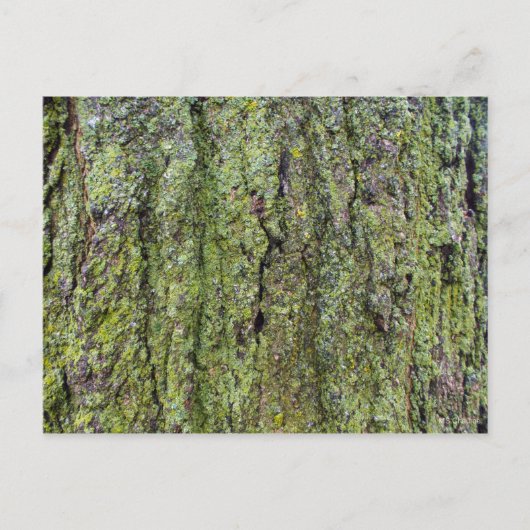 Groene korstmos op boomstam briefkaart (Voorkant)