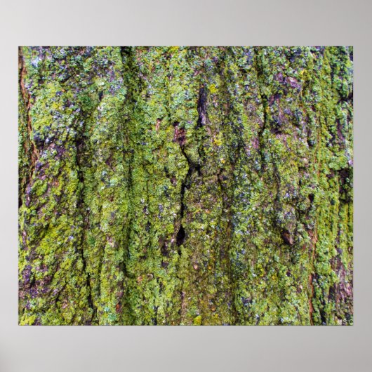 Groene korstmos op boomstam natuur poster (Voorkant)