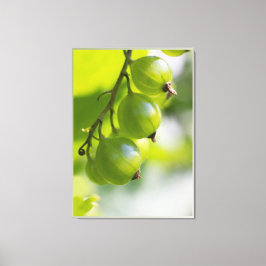 Groene kruisbessen CC0307 Groot Canvas Afdruk