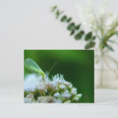 Groene laceans op Boneset Flower Briefkaart (Staand voorkant)