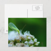 Groene laceans op Boneset Flower Briefkaart (Voorkant / Achterkant)