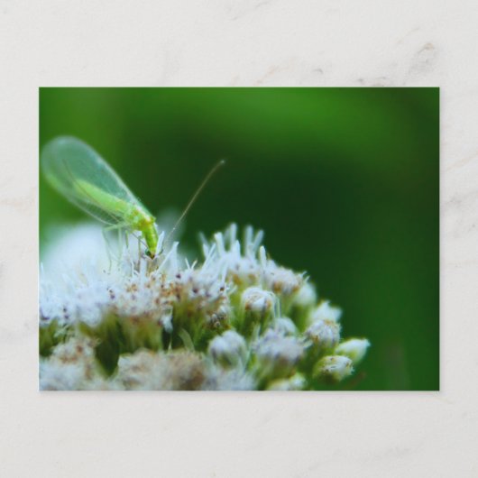 Groene laceans op Boneset Flower Briefkaart (Voorkant)