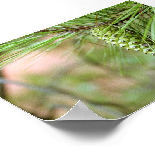 Groene Lange lef Pine Cone Poster (Hoek)