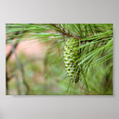 Groene Lange lef Pine Cone Poster (Voorkant)