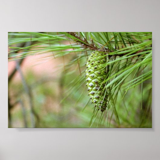 Groene Lange lef Pine Cone Poster (Voorkant)