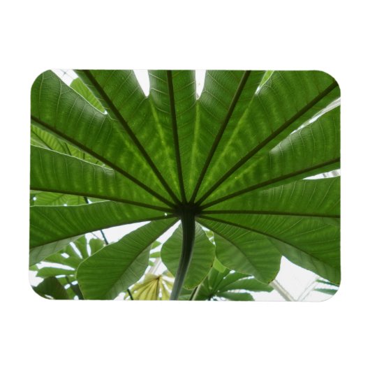 Groene Leaf 3"x4"-magneet Magneet (Horizontaal)