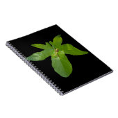 Groene lederkikker van druiven, Notitieboek (Rechterzijde)