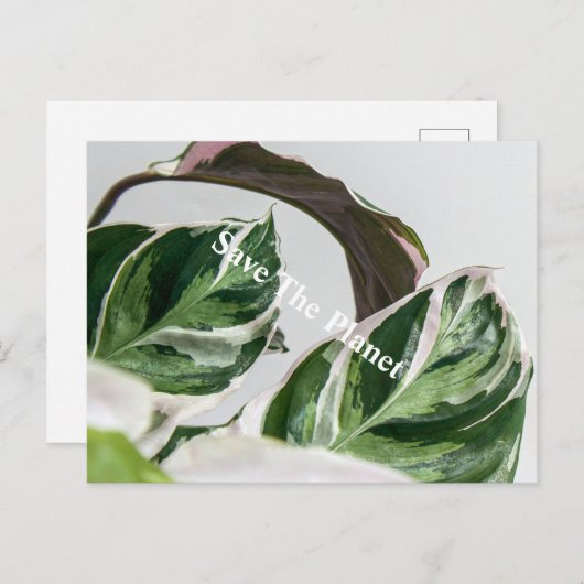 Groene lef Sava de planeet Briefkaart (Voorkant / Achterkant)