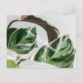 Groene lef Sava de planeet Briefkaart (Voorkant)