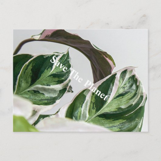 Groene lef Sava de planeet Briefkaart (Voorkant)
