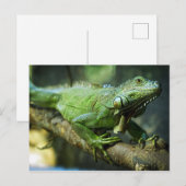 Groene leguaan briefkaart (Voorkant / Achterkant)