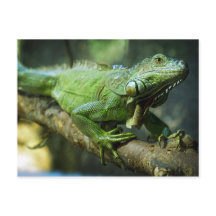 Groene leguaan