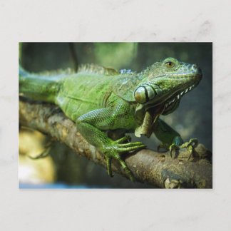Groene leguaan briefkaart