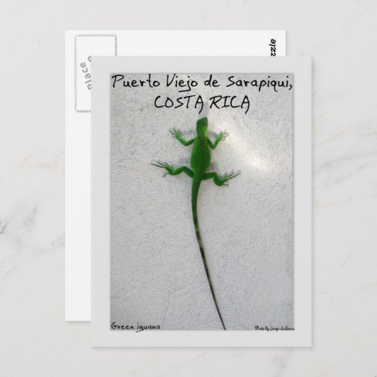 Groene leguaan briefkaart (Voorkant / Achterkant)