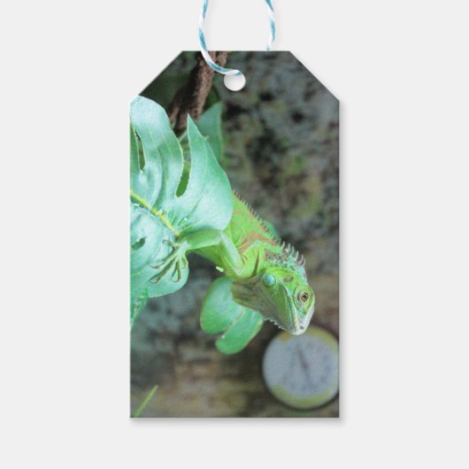Groene leguaan cadeaulabel (Voorkant)