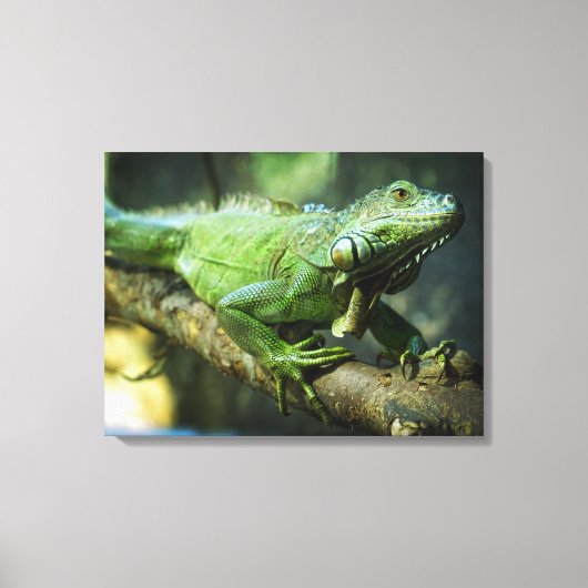 Groene Leguaan Canvas Afdruk (Voorkant)