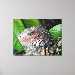 Groene leguaan in het regenwoud canvas afdruk