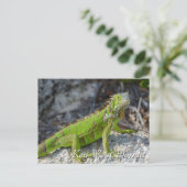 Groene leguaan in Key West Florida Briefkaart (Staand voorkant)