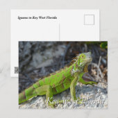 Groene leguaan in Key West Florida Briefkaart (Voorkant / Achterkant)