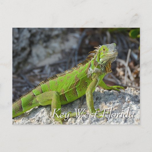 Groene leguaan in Key West Florida Briefkaart (Voorkant)