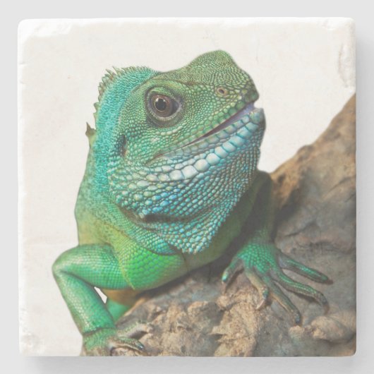 Groene leguaan stenen onderzetter (Voorkant)
