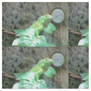 Groene leguaan stof
