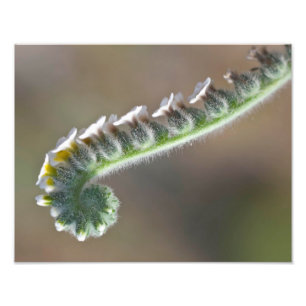 groene lentebloem foto afdruk