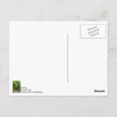 Groene Lentewandeling Briefkaart (Achterkant)