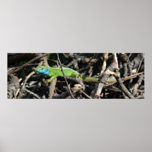 Groene Lizard Foto Waarde Poster Papier