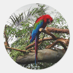 Groene Macaw #1 Stickers