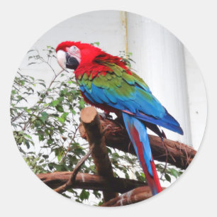 Groene Macaw #3 Stickers
