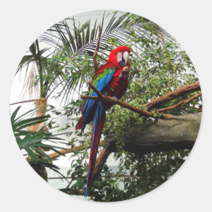 Groene Macaw #4 Stickers